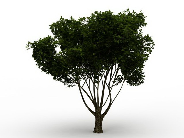 American yew tree 3d rendering