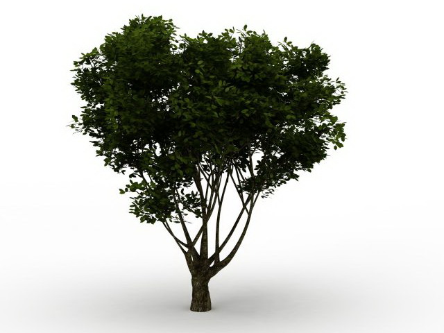 American yew tree 3d rendering