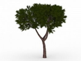 Pinyon tree 3d model preview