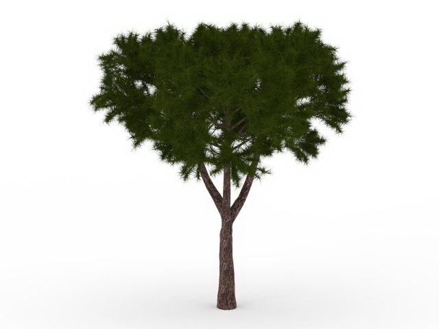 Pinyon tree 3d rendering
