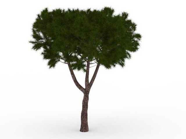 Pinyon tree 3d rendering