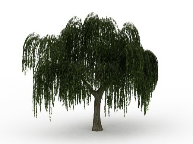 Weeping willow tree 3d rendering