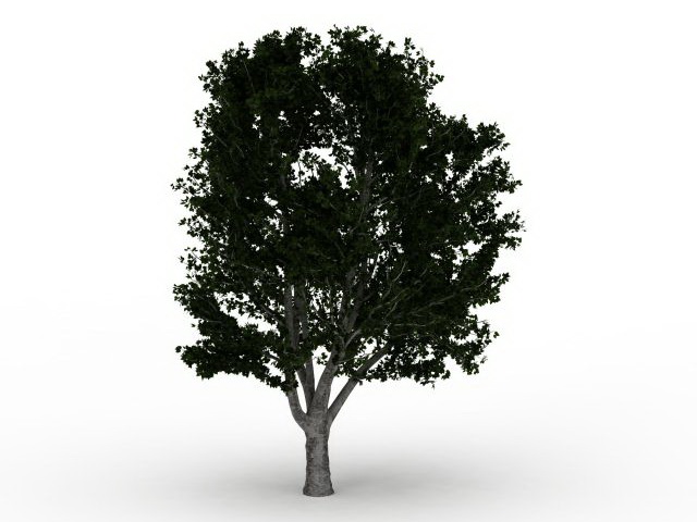 Puriri tree 3d rendering