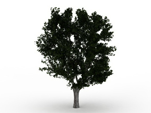 Puriri tree 3d rendering