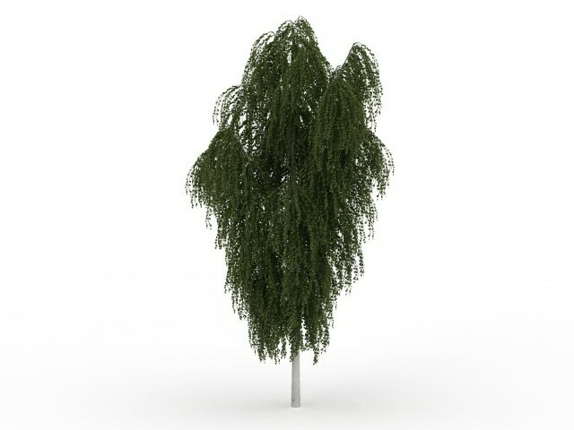 European white willow 3d rendering