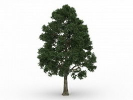 Cappadocian maple tree 3d model preview