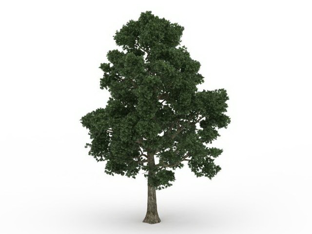 Cappadocian maple tree 3d rendering