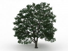 American basswood tree 3d model preview