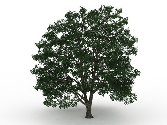 American basswood tree 3d rendering
