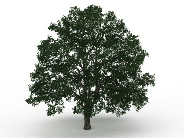 American basswood tree 3d rendering