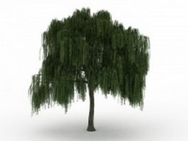 American willow 3d model preview