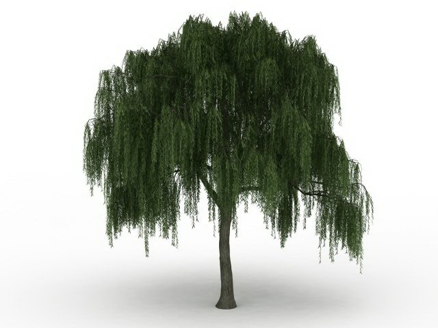 American willow 3d rendering