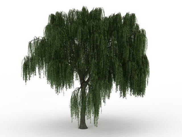 American willow 3d rendering