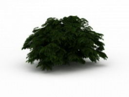 Large evergreen shrub 3d model preview