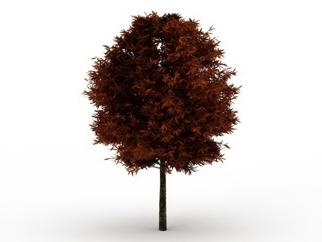 Red maple tree 3d rendering