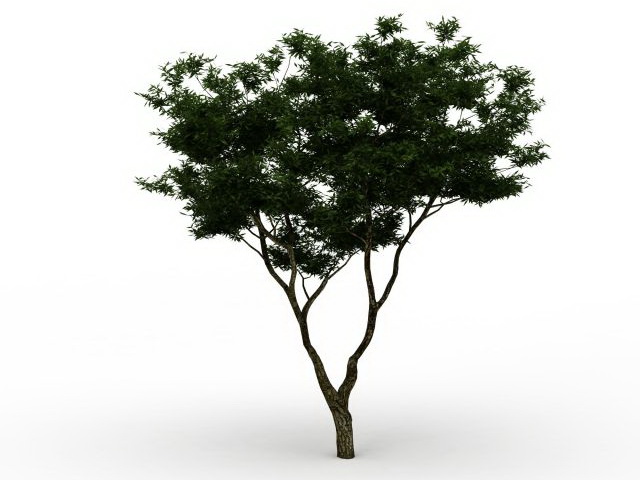 Brigalow tree 3d rendering