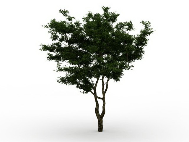 Brigalow tree 3d rendering