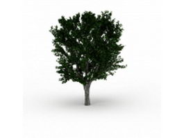 Chinese mulberry tree 3d model preview