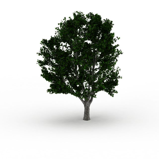 Chinese mulberry tree 3d rendering