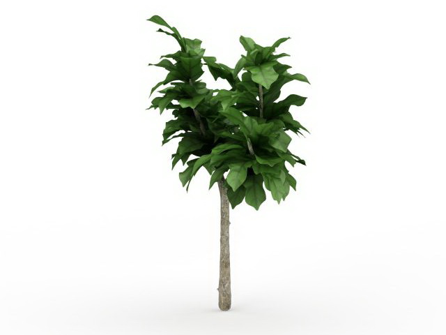 Dwarf ornamental tree 3d rendering