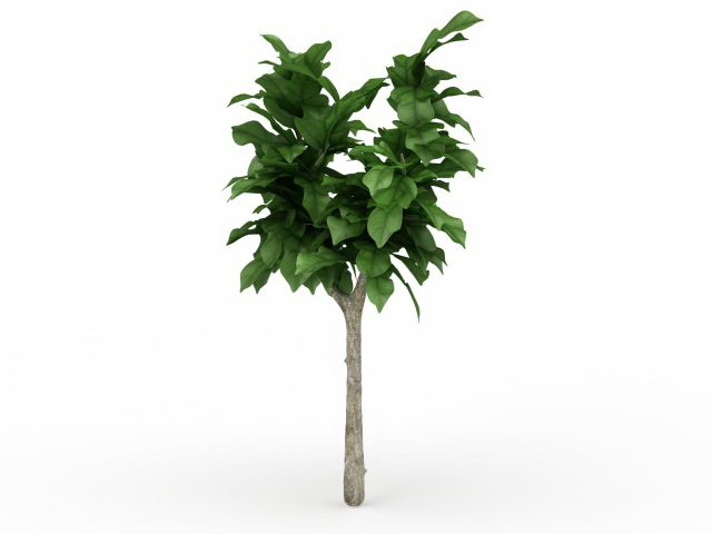 Dwarf ornamental tree 3d rendering