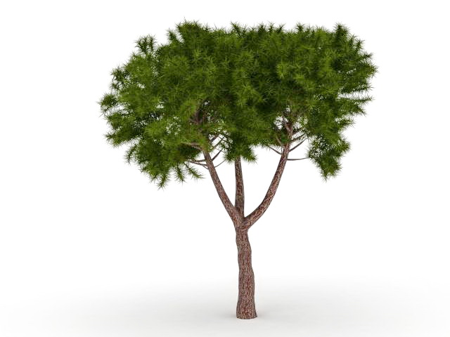 Moroccan cypress tree 3d rendering