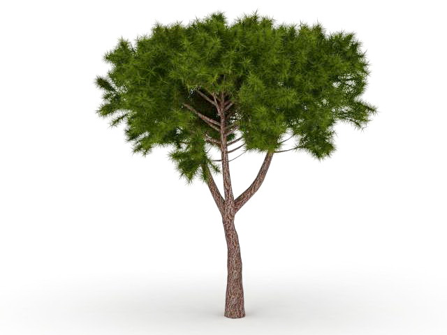 Moroccan cypress tree 3d rendering