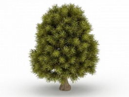 Dwarf cypress tree 3d model preview