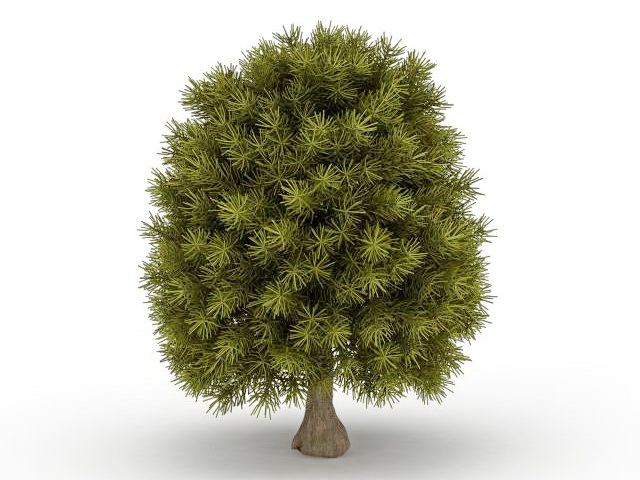 Dwarf cypress tree 3d rendering