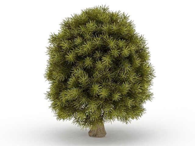 Dwarf cypress tree 3d rendering