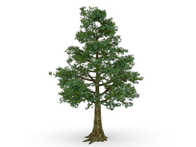 Bhutan cypress tree 3d rendering