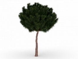 White pine tree 3d model preview
