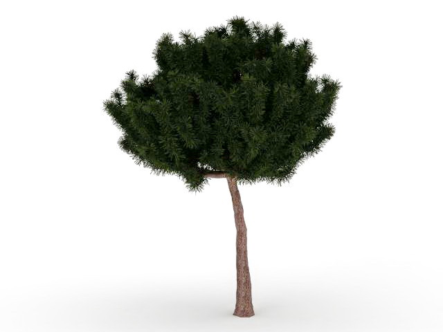 White pine tree 3d rendering