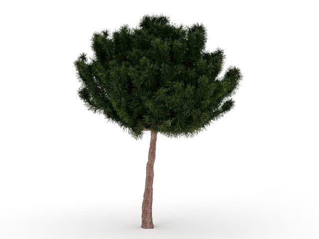 White pine tree 3d rendering