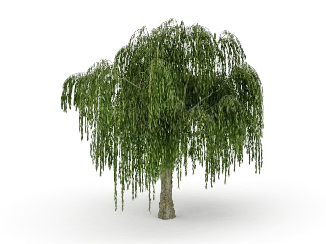 Large weeping willow tree 3d rendering