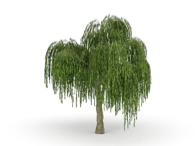 Large weeping willow tree 3d rendering