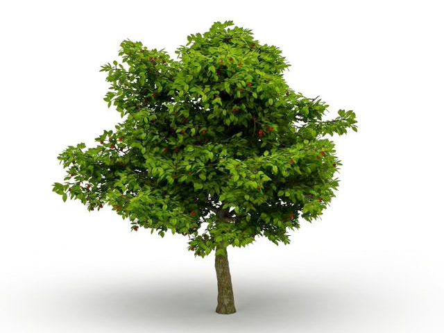 Lychee tree with fruit 3d rendering