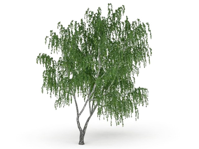 Chinar tree 3d rendering