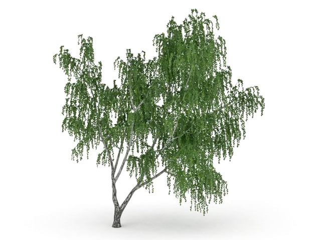 Chinar tree 3d rendering