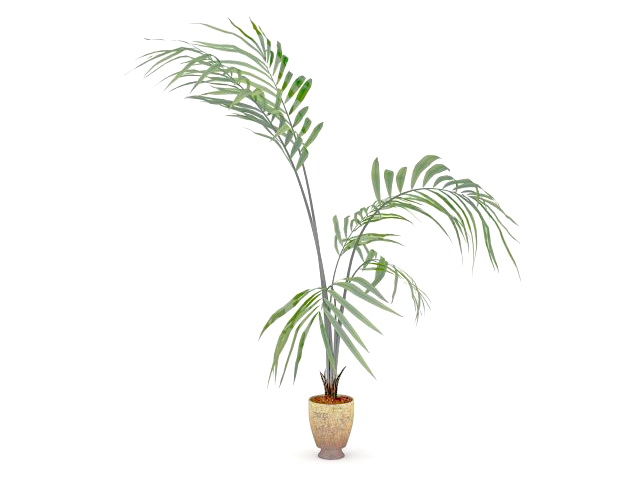 Kentia palm tree in pot 3d rendering