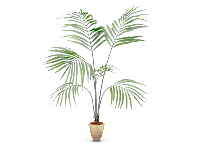 Kentia palm tree in pot 3d rendering