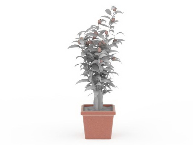 Fruit tree in pot 3d rendering