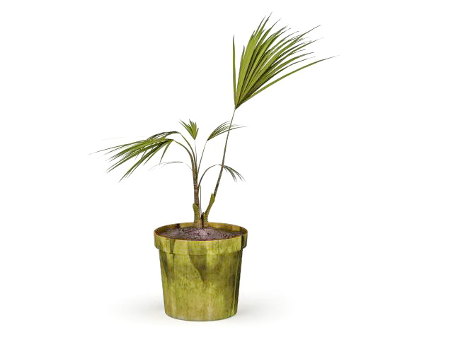 Sapling of palm tree in pot 3d rendering