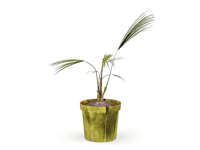 Sapling of palm tree in pot 3d rendering