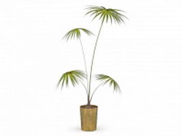 Fan palm tree in yellow pot 3d preview