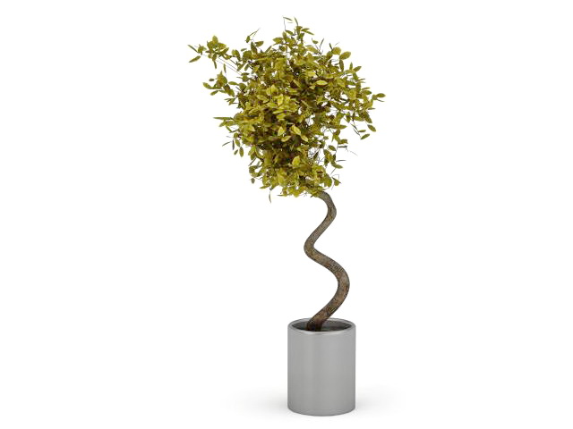 Evergreen tree in pot 3d rendering