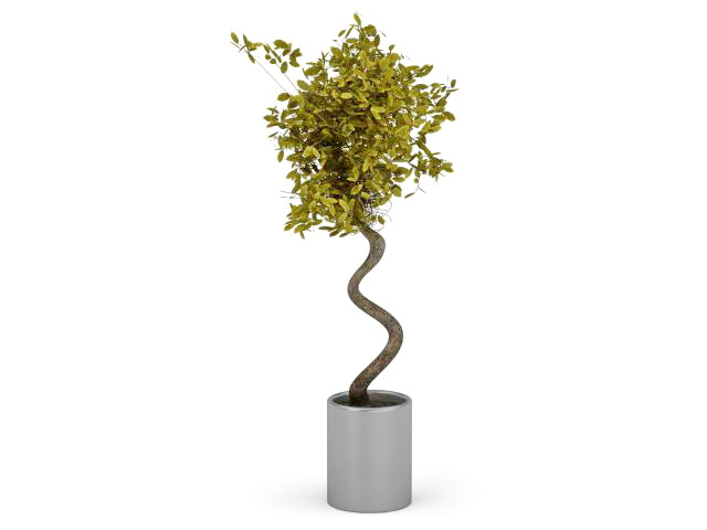 Evergreen tree in pot 3d rendering