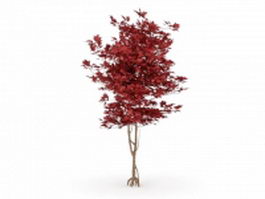 Japanese red maple tree 3d model preview