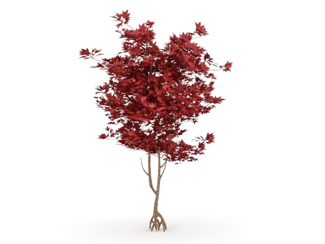 Japanese red maple tree 3d rendering