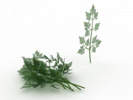 Flat leaf parsley 3d preview